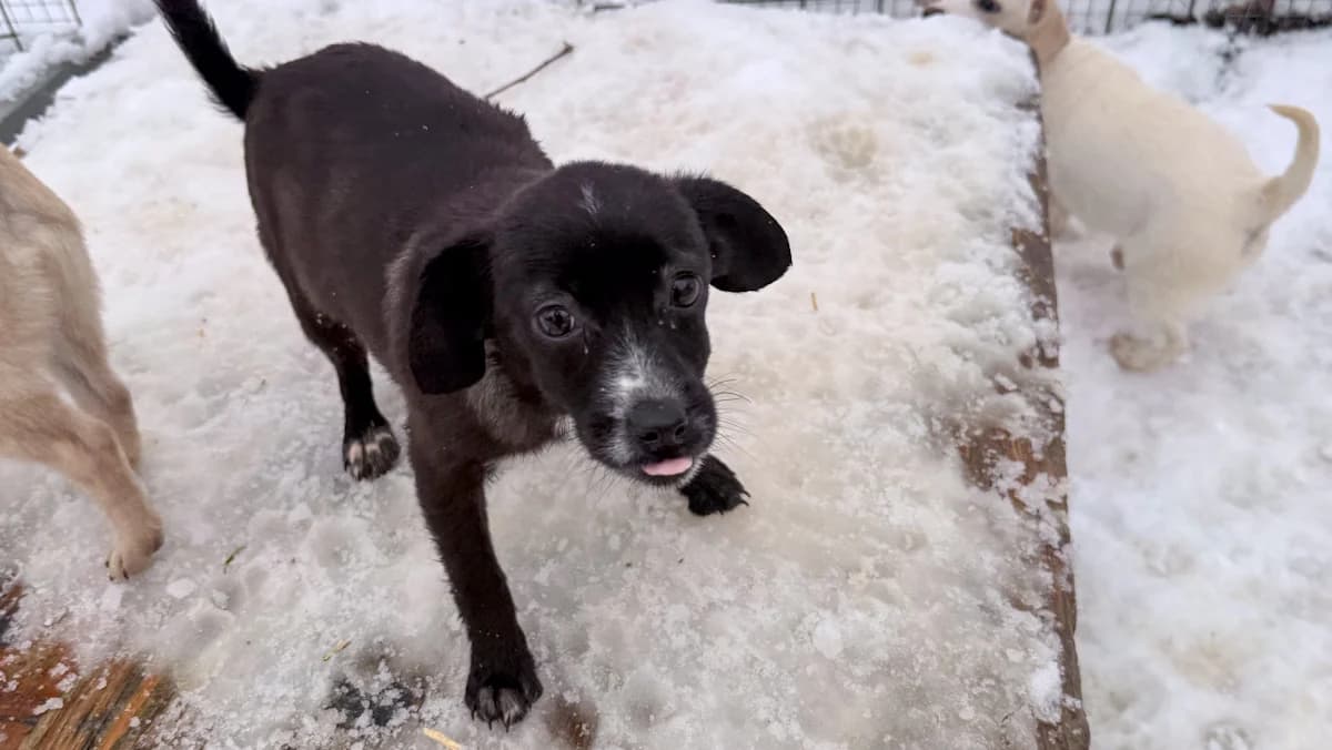 Sushi, female puppy Mixed Breed for adoption at Stray Dogs Bosnien e.V., Schwabach