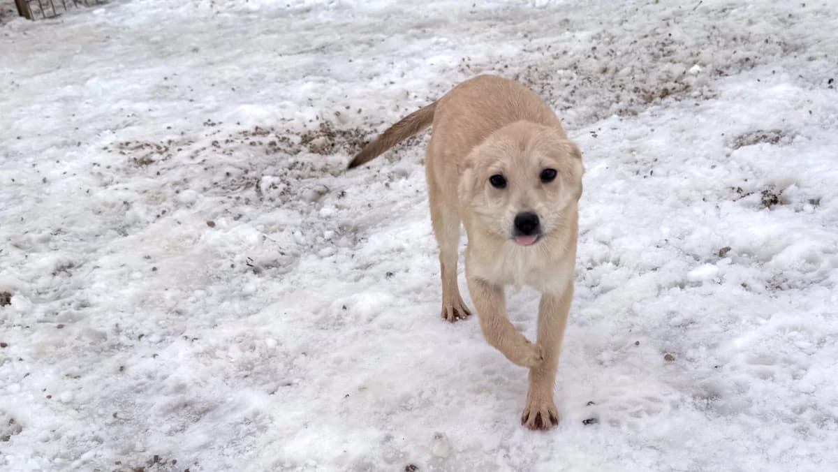 Suzuki, female puppy Mixed Breed for adoption at Stray Dogs Bosnien e.V., Schwabach