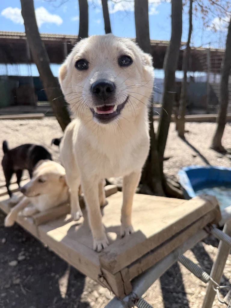 Suzuki, female Mixed Breed for adoption at Stray Dogs Bosnien e.V. — photo 2 of 34
