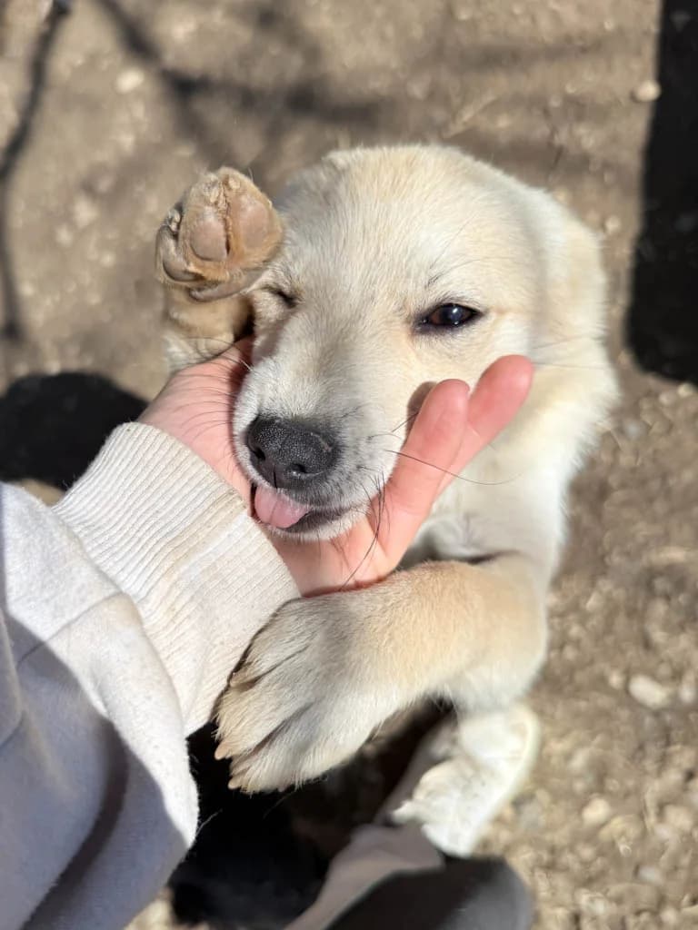 Suzuki, female Mixed Breed for adoption at Stray Dogs Bosnien e.V. — photo 3 of 34