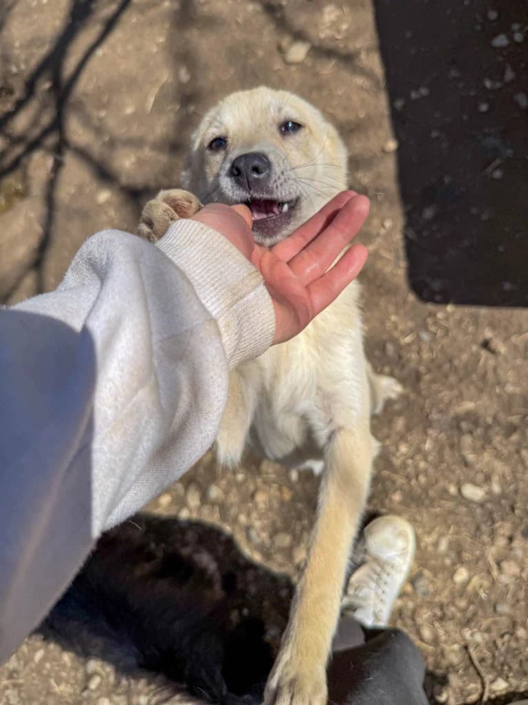 Suzuki, female Mixed Breed for adoption at Stray Dogs Bosnien e.V. — photo 4 of 34