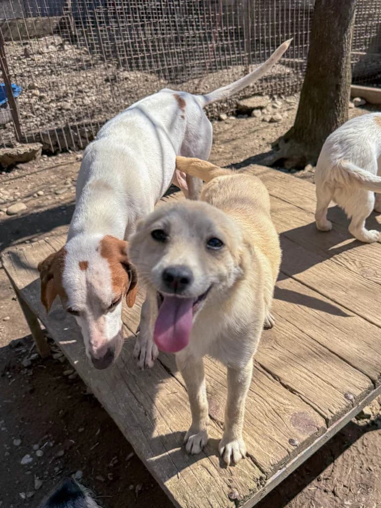 Suzuki, female Mixed Breed for adoption at Stray Dogs Bosnien e.V. — photo 5 of 34
