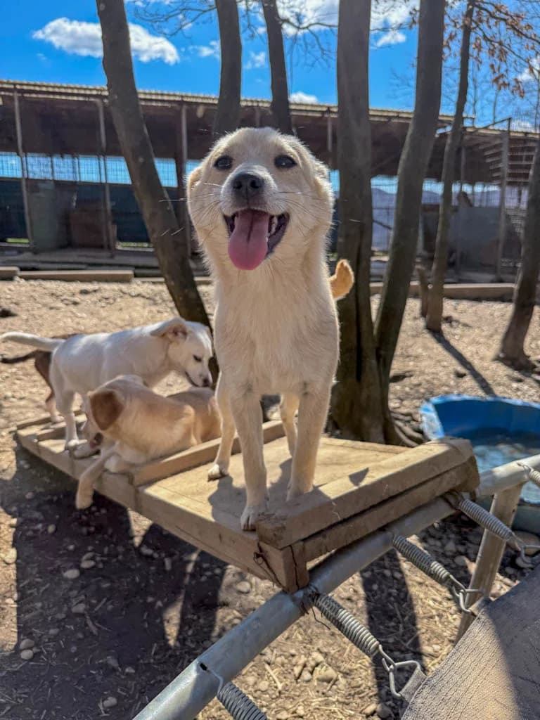 Suzuki, female Mixed Breed for adoption at Stray Dogs Bosnien e.V. — photo 6 of 34