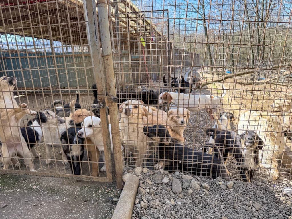 Suzuki, female Mixed Breed for adoption at Stray Dogs Bosnien e.V. — photo 7 of 34