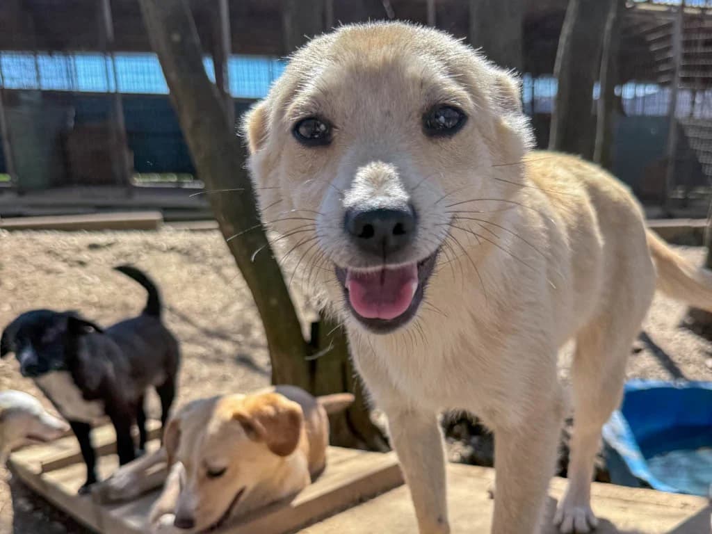 Suzuki, female Mixed Breed for adoption at Stray Dogs Bosnien e.V. — photo 8 of 34