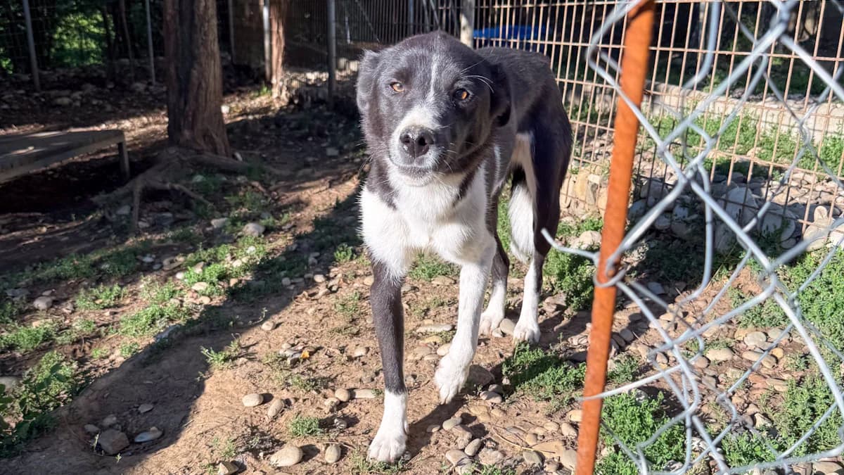 Chantal, female young Mixed Breed for adoption at Stray Dogs Bosnien e.V., Schwabach