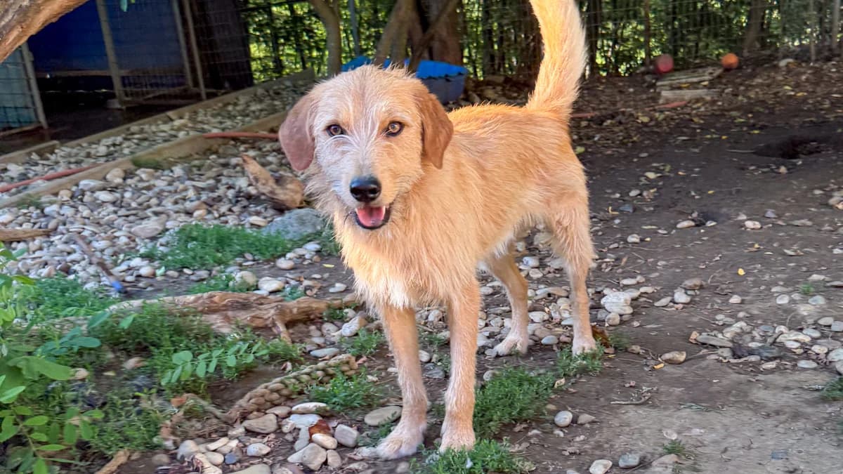 Darcy, male 3yo Mixed Breed for adoption at Stray Dogs Bosnien e.V., Schwabach
