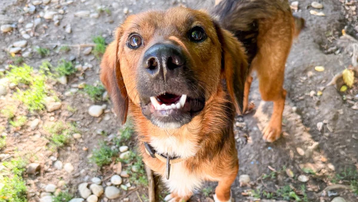 Dario, male young Mixed Breed for adoption at Stray Dogs Bosnien e.V., Schwabach