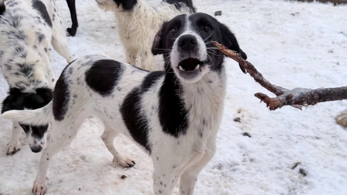 Ilias, male young Mixed Breed for adoption at Stray Dogs Bosnien e.V., Schwabach