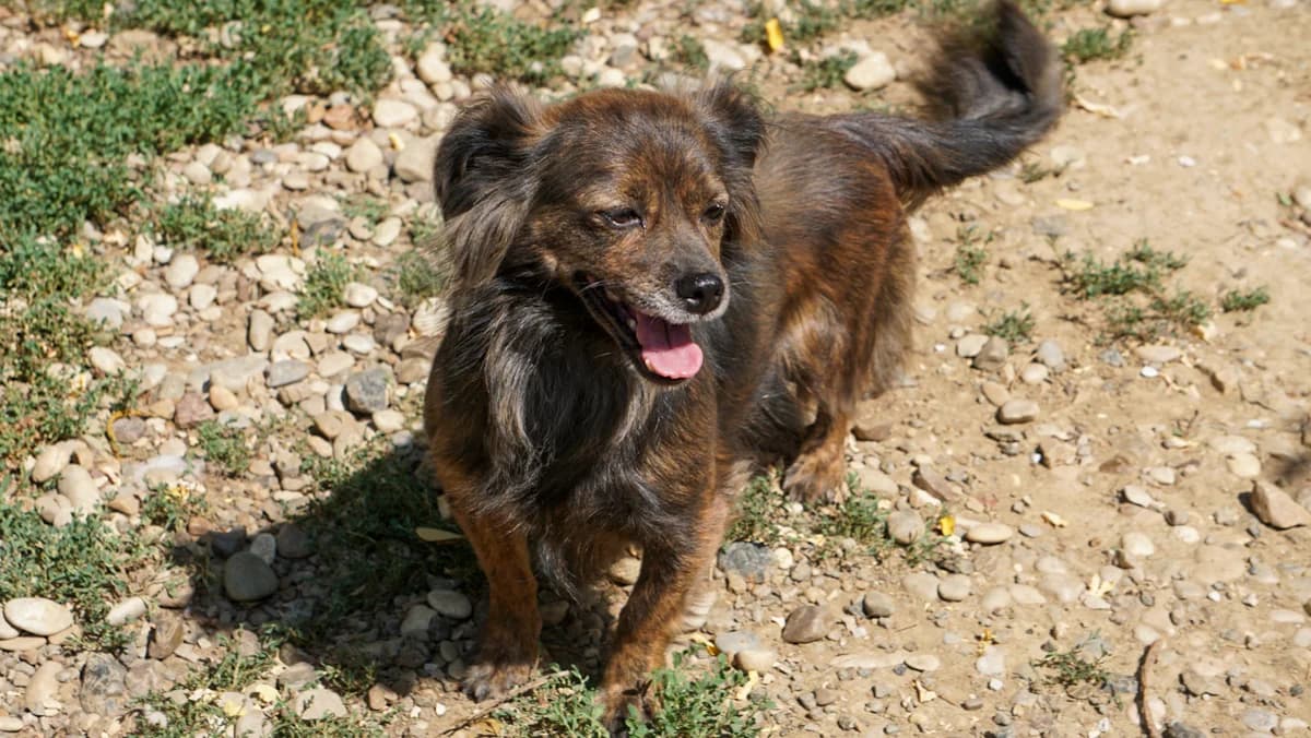 Emilija, female young Mixed Breed for adoption at Stray Dogs Bosnien e.V., Schwabach