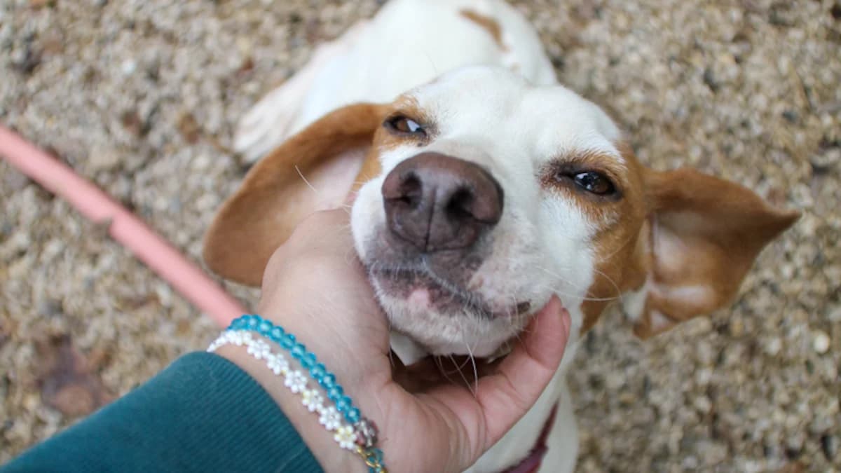 Fićo, male 3yo Mixed Breed for adoption at Stray Dogs Bosnien e.V., Schwabach