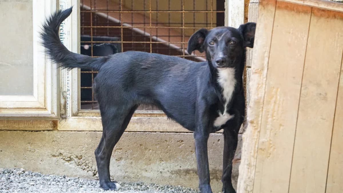 Fiona, female 3yo Mixed Breed for adoption at Stray Dogs Bosnien e.V., Schwabach