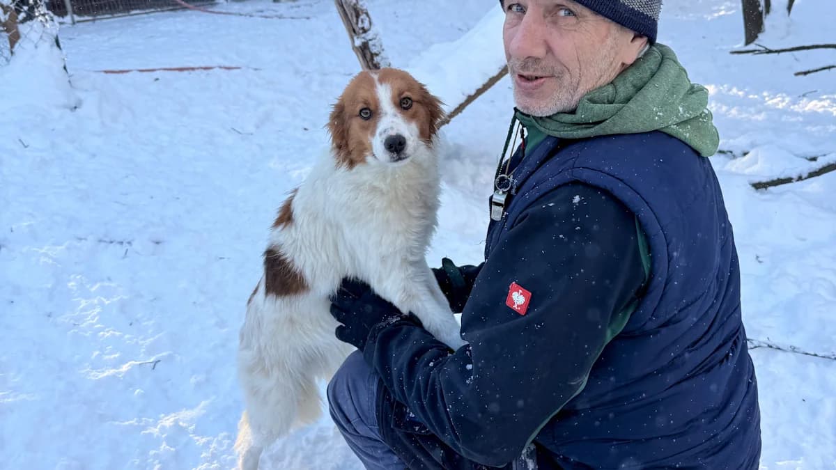 Friedrich, male young Mixed Breed for adoption at Stray Dogs Bosnien e.V., Schwabach