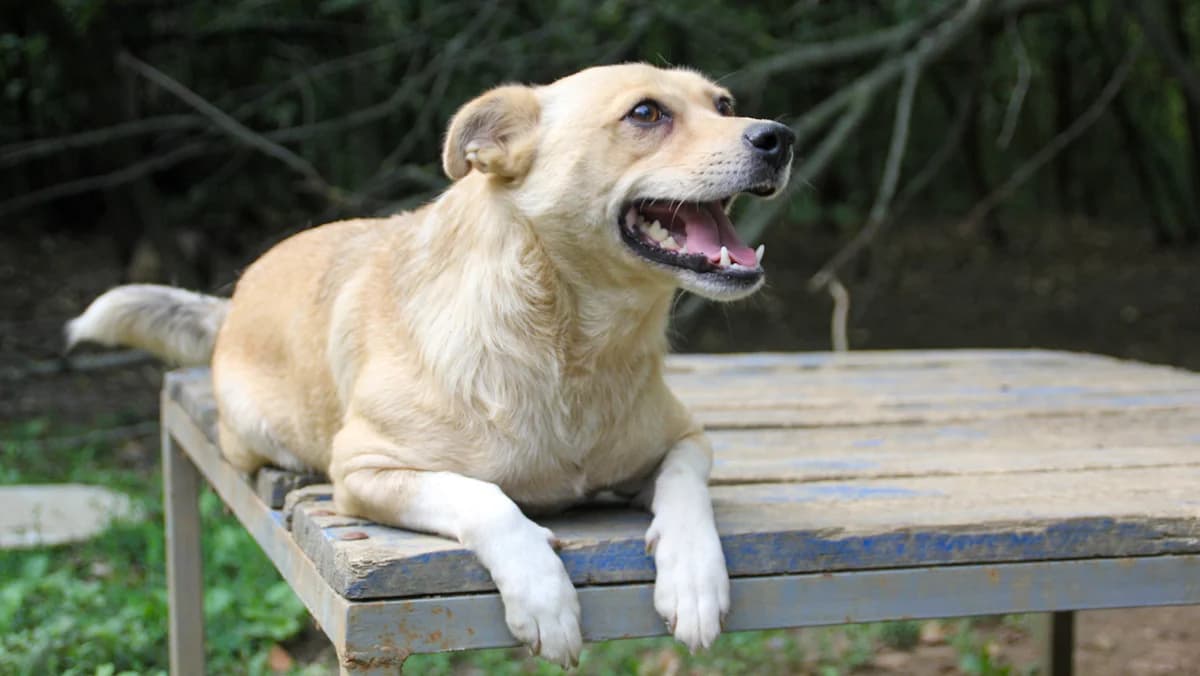 Inessa, female 3yo Mixed Breed for adoption at Stray Dogs Bosnien e.V., Schwabach