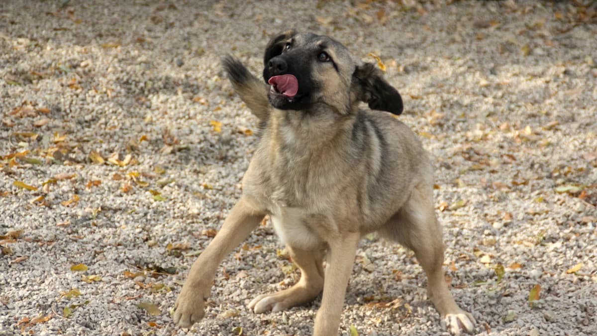 Josephine, female young Mixed Breed for adoption at Stray Dogs Bosnien e.V., Schwabach