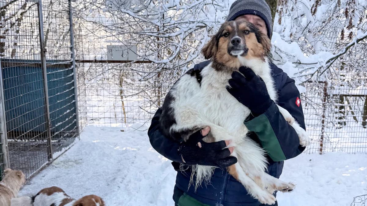 Juliana, female Mixed Breed for adoption at Stray Dogs Bosnien e.V.