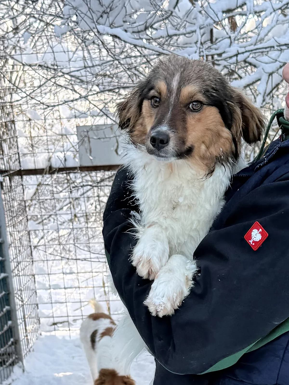 Juliana, female Mixed Breed for adoption at Stray Dogs Bosnien e.V. — photo 2 of 19