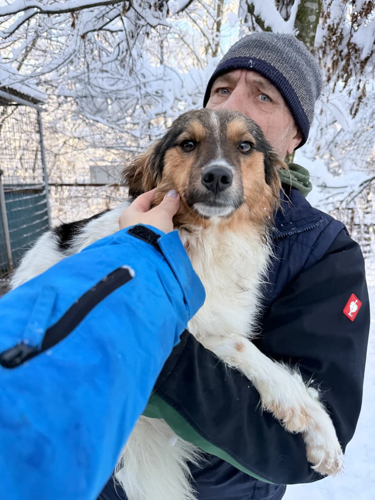 Juliana, female Mixed Breed for adoption at Stray Dogs Bosnien e.V. — photo 3 of 19