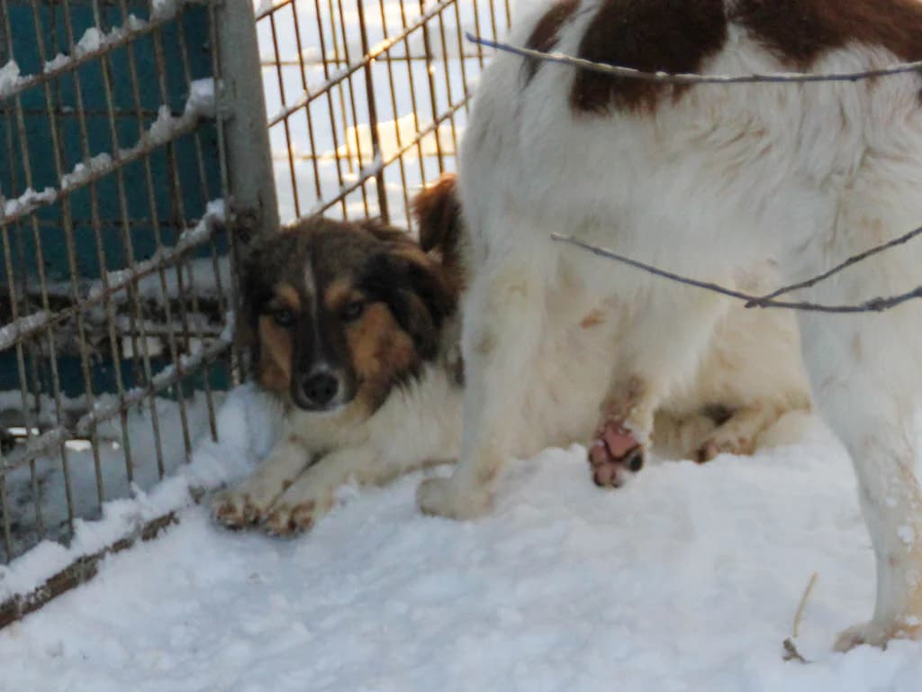 Juliana, female Mixed Breed for adoption at Stray Dogs Bosnien e.V. — photo 4 of 19