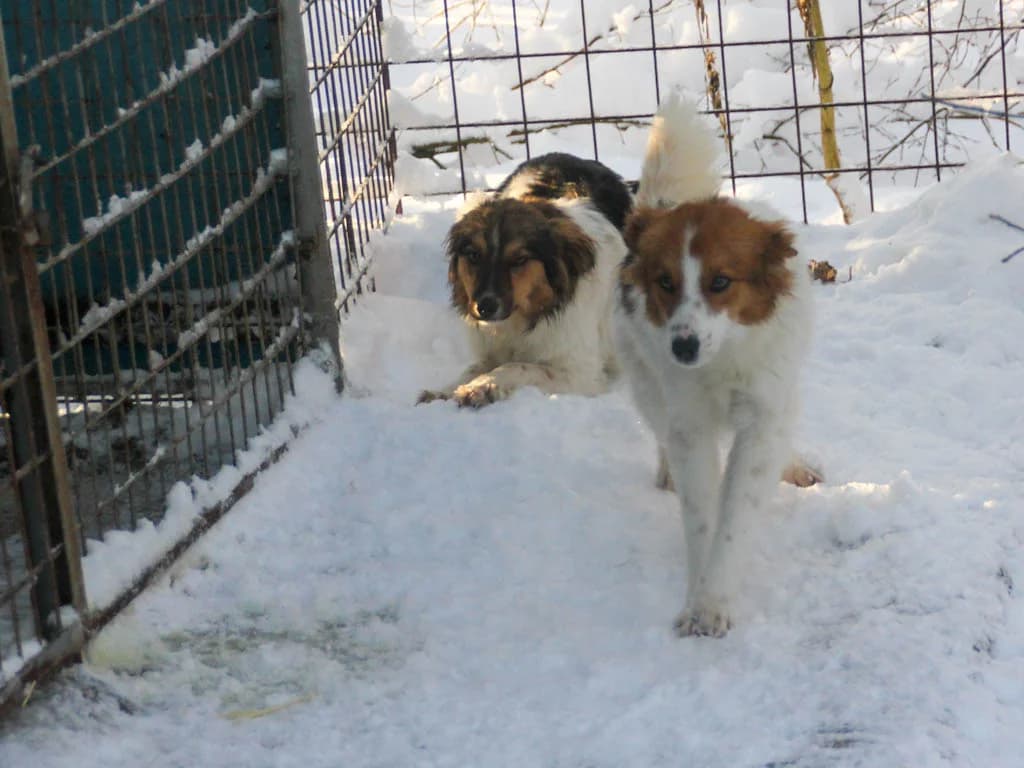 Juliana, female Mixed Breed for adoption at Stray Dogs Bosnien e.V. — photo 5 of 19