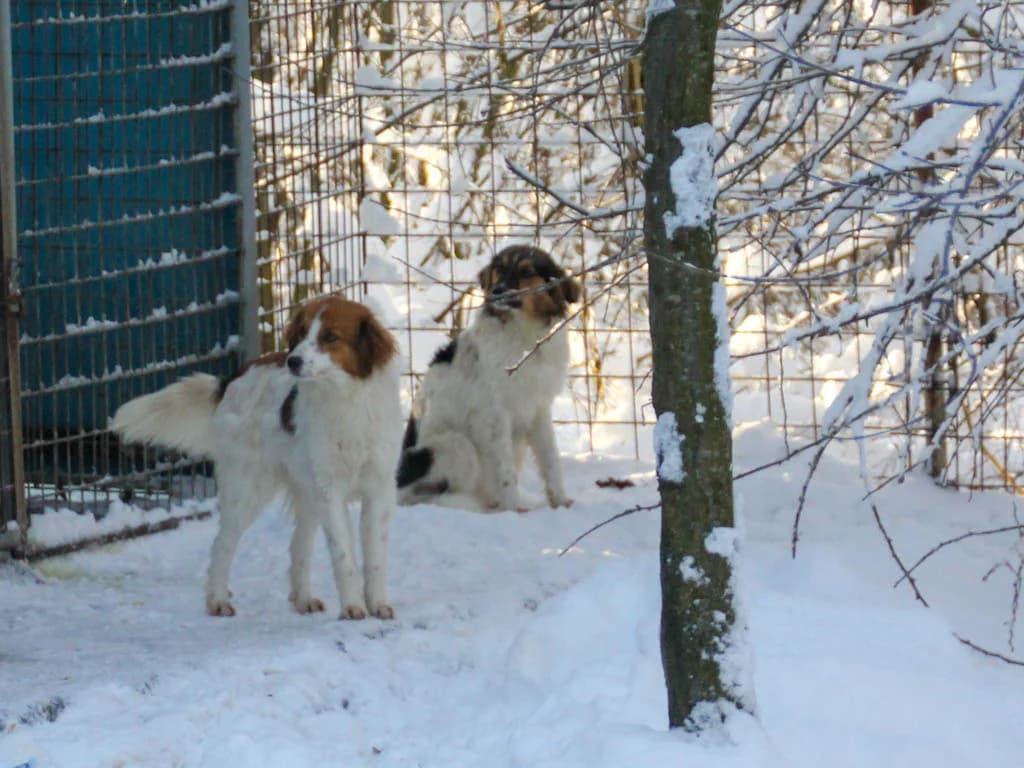 Juliana, female Mixed Breed for adoption at Stray Dogs Bosnien e.V. — photo 6 of 19