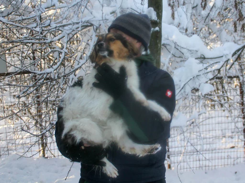 Juliana, female Mixed Breed for adoption at Stray Dogs Bosnien e.V. — photo 8 of 19