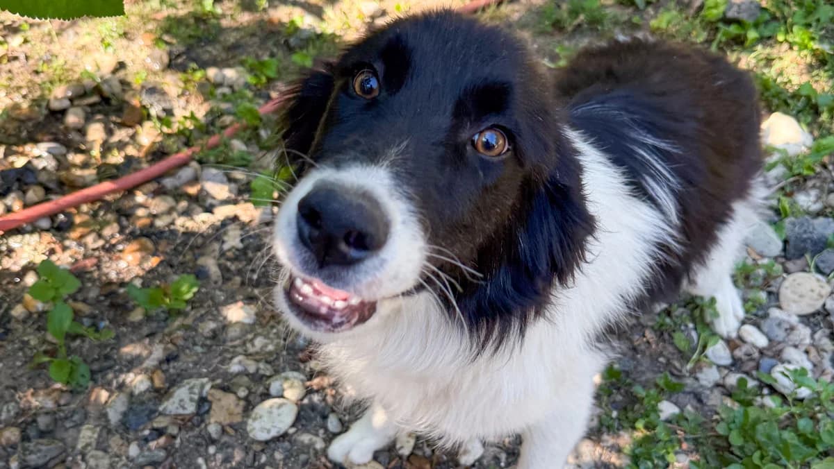 Ledo, male young Mixed Breed for adoption at Stray Dogs Bosnien e.V., Schwabach