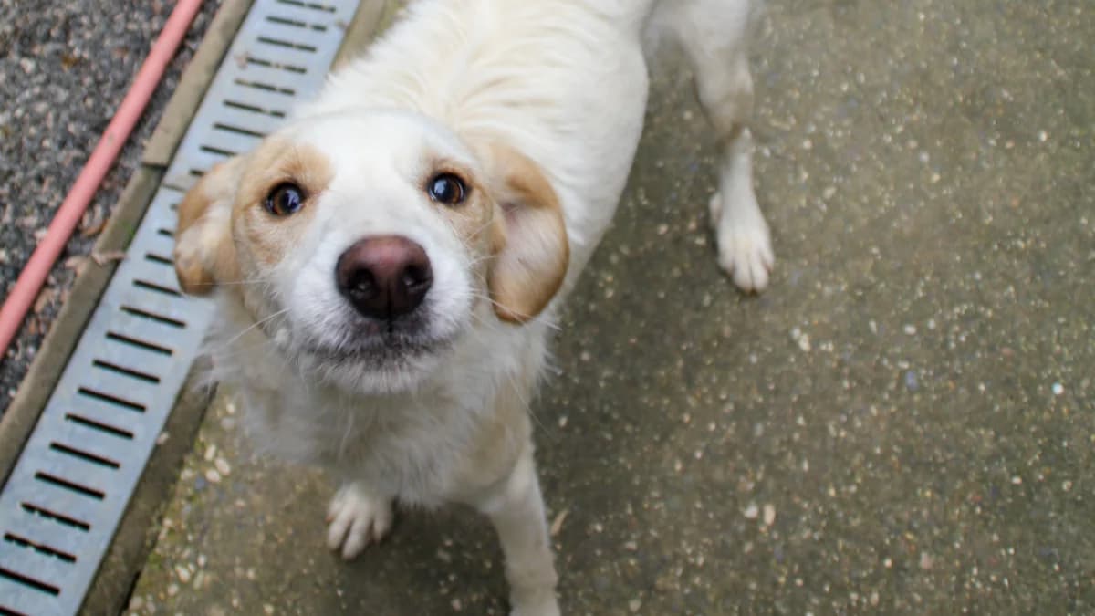 Lima, female young Mixed Breed for adoption at Stray Dogs Bosnien e.V., Schwabach