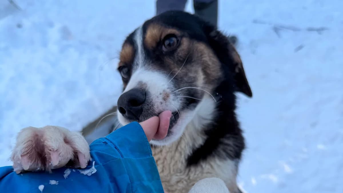 Loara, female young Mixed Breed for adoption at Stray Dogs Bosnien e.V., Schwabach