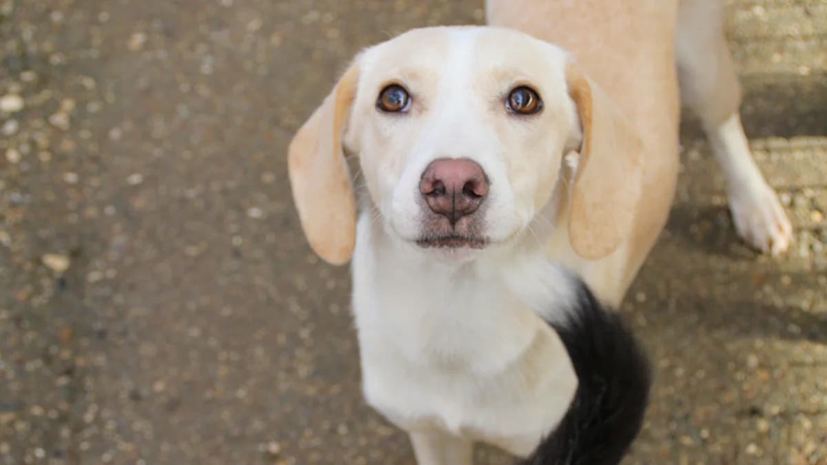 Magdalena, female young Mixed Breed for adoption at Stray Dogs Bosnien e.V., Schwabach