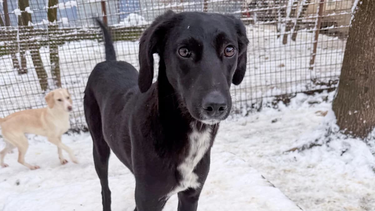 Irma, female young Mixed Breed for adoption at Stray Dogs Bosnien e.V., Schwabach