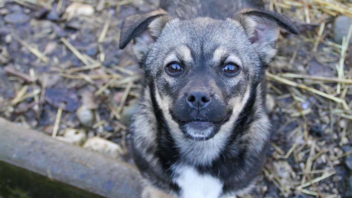 Chiquita, female puppy Mixed Breed for adoption at Stray Dogs Bosnien e.V., Schwabach