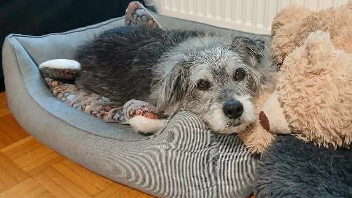 Buddy, male senior Mixed Breed for adoption at Stray Dogs Bosnien e.V., Schwabach