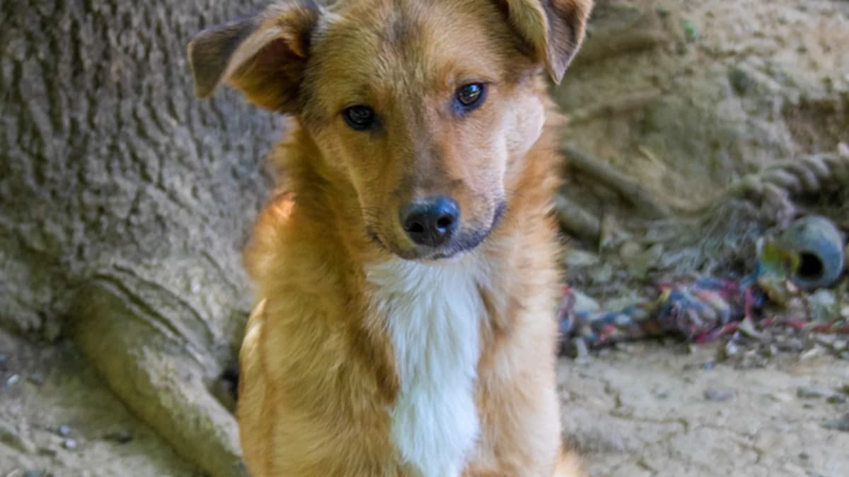 Alan, male puppy Mixed Breed for adoption at Stray Dogs Bosnien e.V., Schwabach