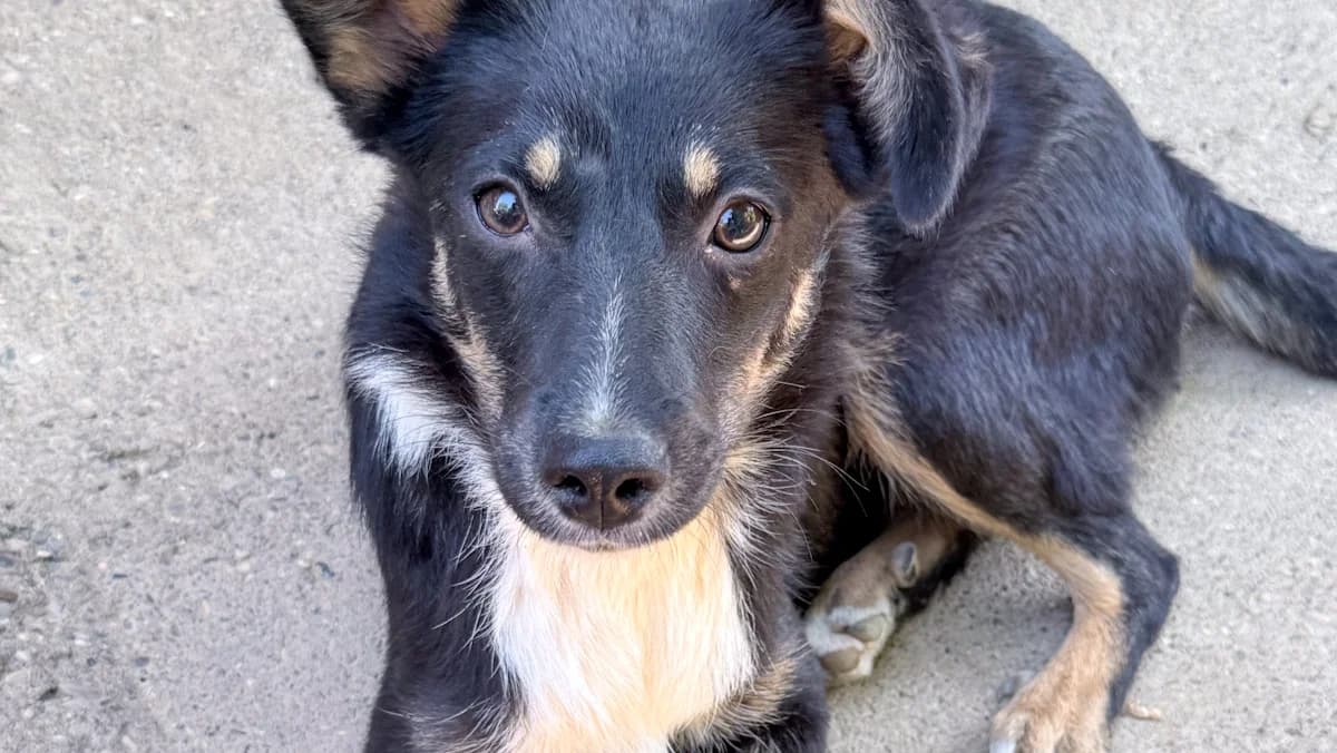 Alanis, female puppy Mixed Breed for adoption at Stray Dogs Bosnien e.V., Schwabach