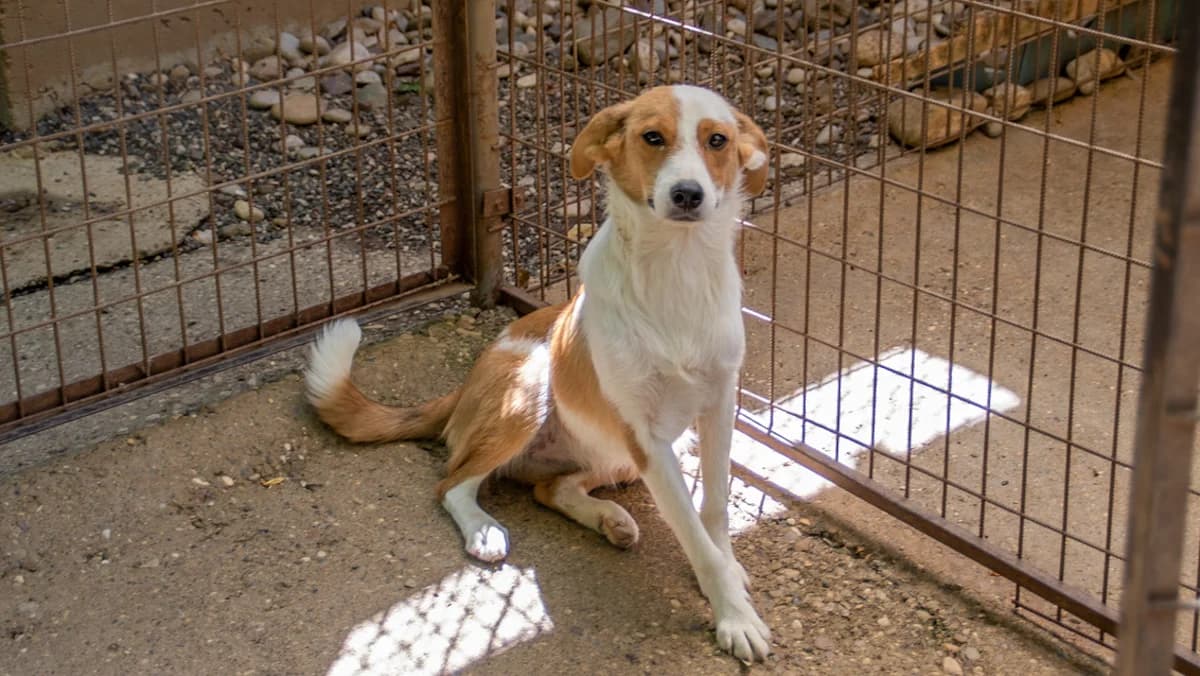Alexis, male puppy Mixed Breed for adoption at Stray Dogs Bosnien e.V., Schwabach
