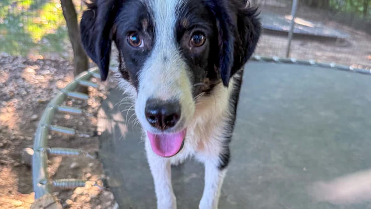 Alfonso, male puppy Mixed Breed for adoption at Stray Dogs Bosnien e.V., Schwabach