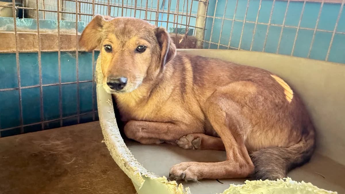 Oscar, male senior Mixed Breed for adoption at Stray Dogs Bosnien e.V., Schwabach