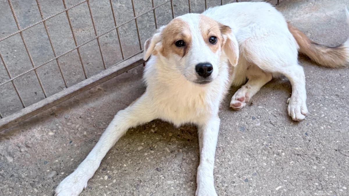 Antonio, male puppy Mixed Breed for adoption at Stray Dogs Bosnien e.V., Schwabach