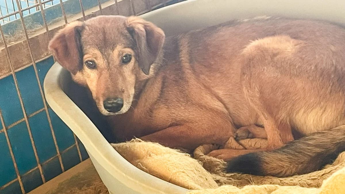 Oscar, male senior Mixed Breed for adoption at Stray Dogs Bosnien e.V., Schwabach