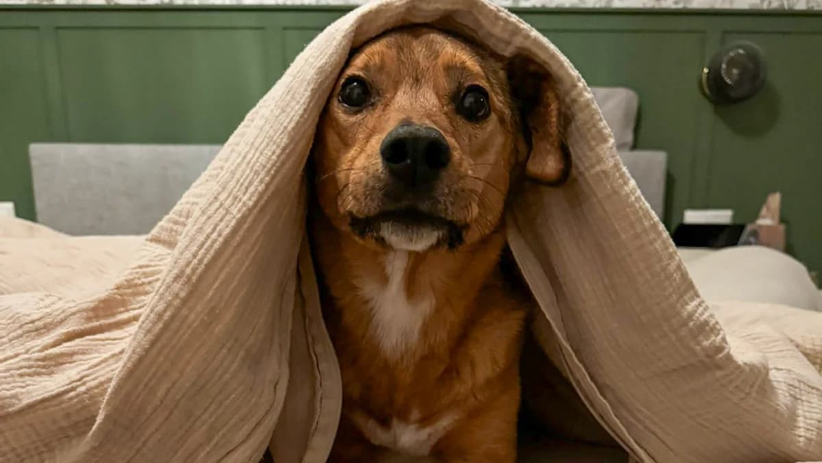 Sven, male Mixed Breed for adoption at Stray Dogs Bosnien e.V.