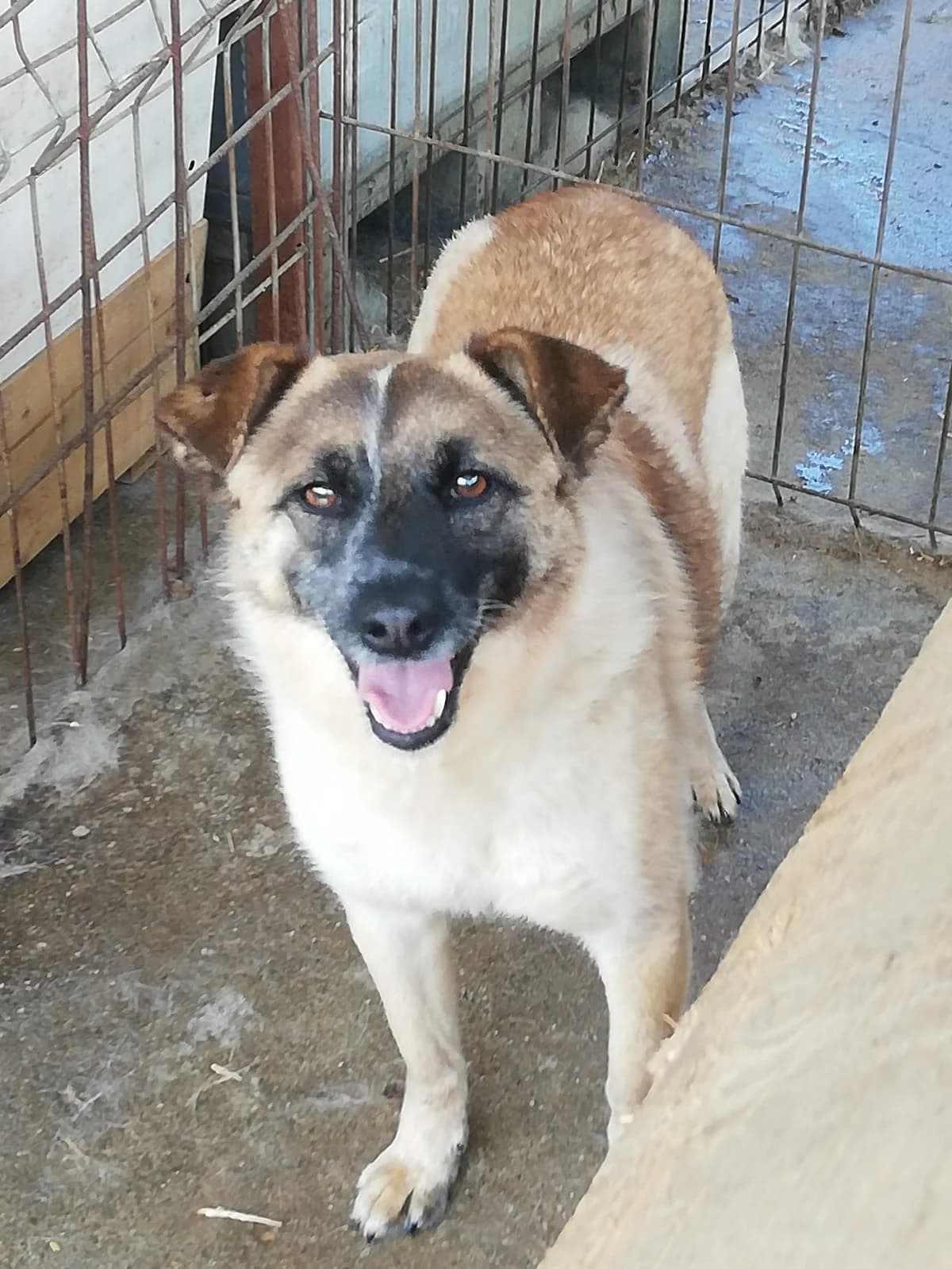 Rica *2019, 7yo Mixed Breed for adoption at Strays United e.V.