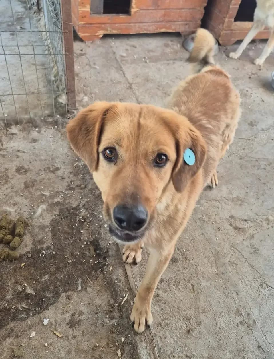 Elmo *04/2022, 4yo Mixed Breed for adoption at Strays United e.V.