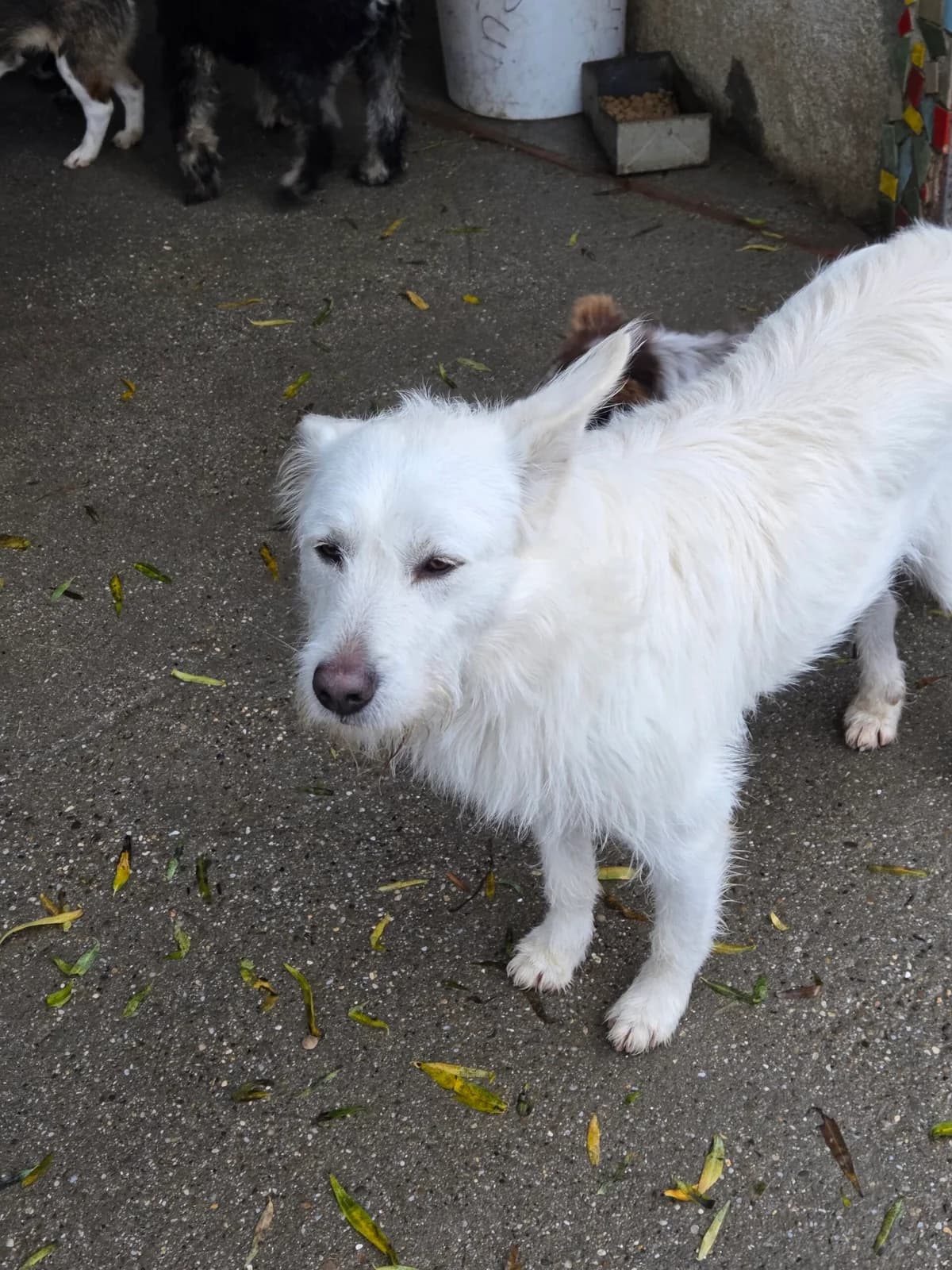 Glady *ca. 12/2022,  4yo Mixed Breed for adoption at Strays United e.V.