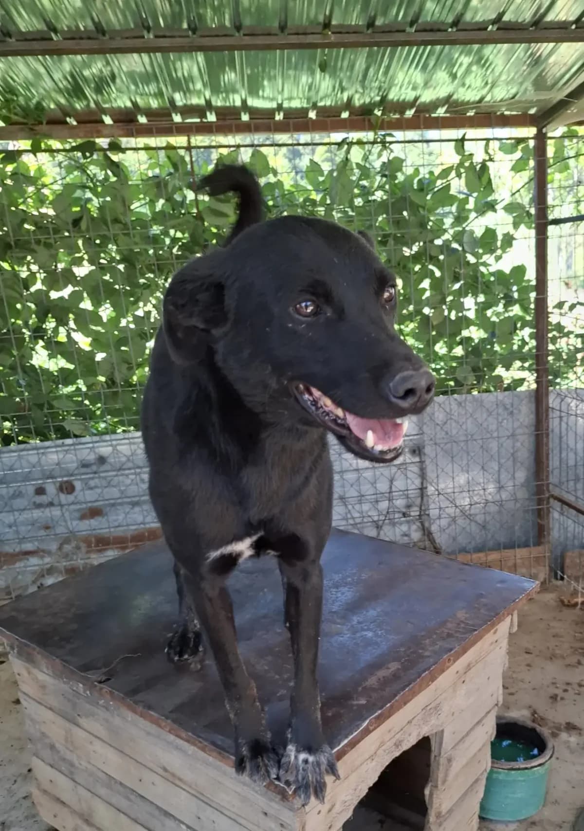 Blacky 1 *2021,  5yo Mixed Breed for adoption at Strays United e.V.