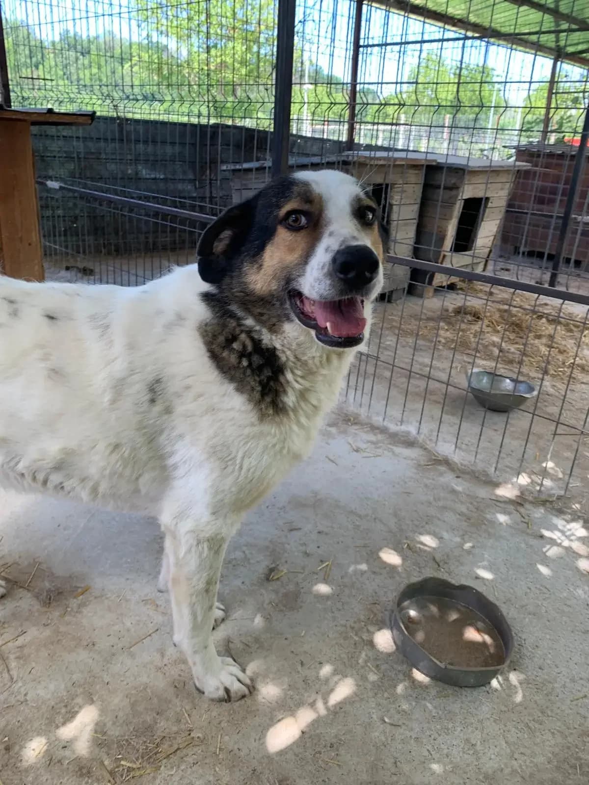 Conrad * ca. 2019,  7yo Mixed Breed for adoption at Strays United e.V.
