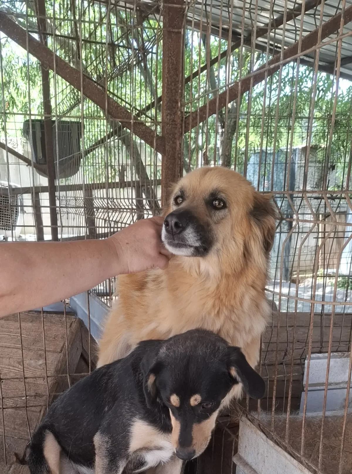 Jayla *ca. 04/2023,  3yo Mixed Breed for adoption at Strays United e.V.