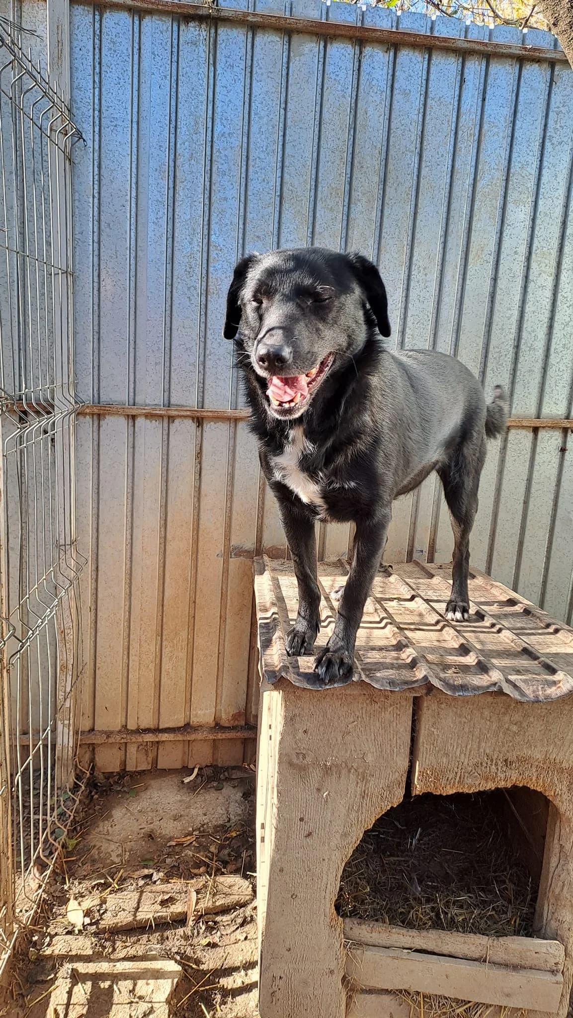 TouchMe * ca. 2021,  5yo Mixed Breed for adoption at Strays United e.V.