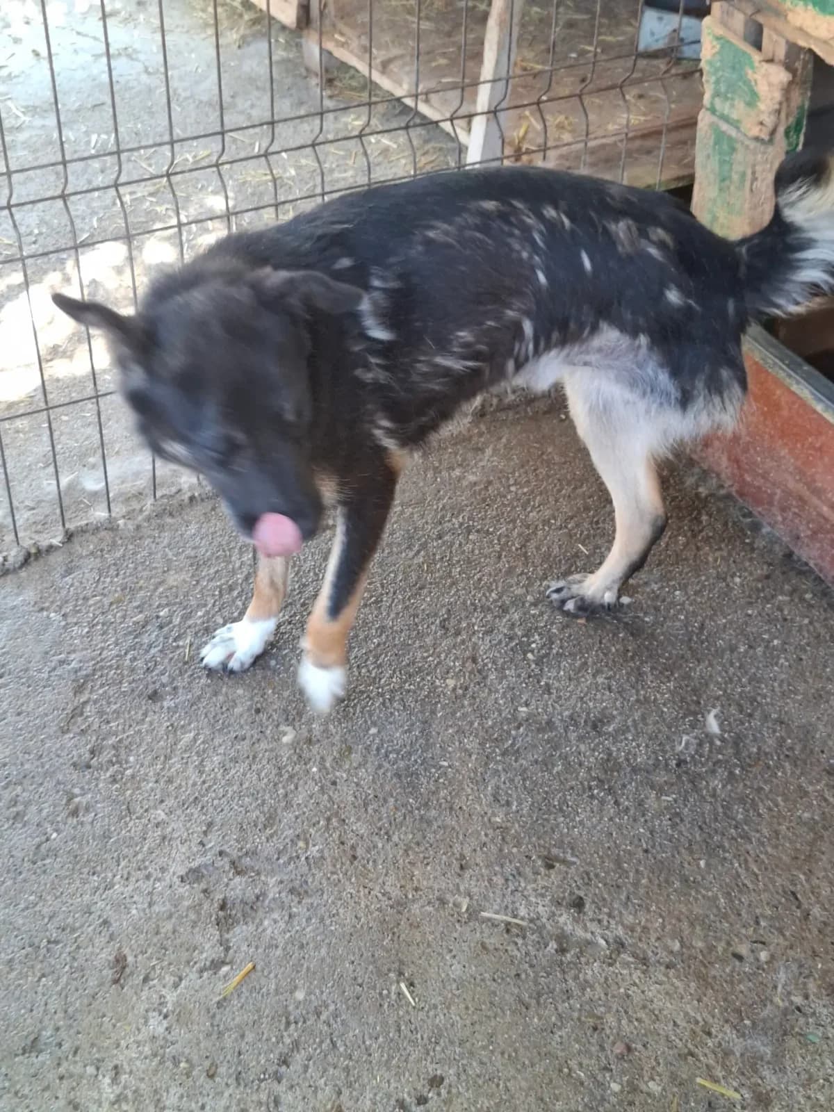Tapper *05/2023,  3yo Mixed Breed for adoption at Strays United e.V.