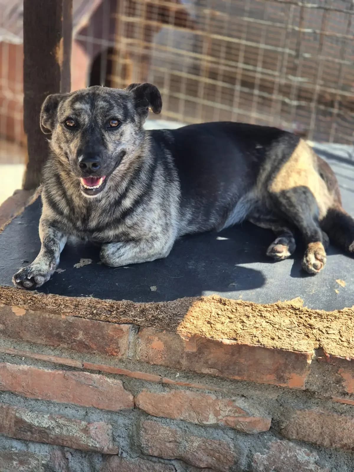 Laika *06/2023, 3yo Mixed Breed for adoption at Strays United e.V.